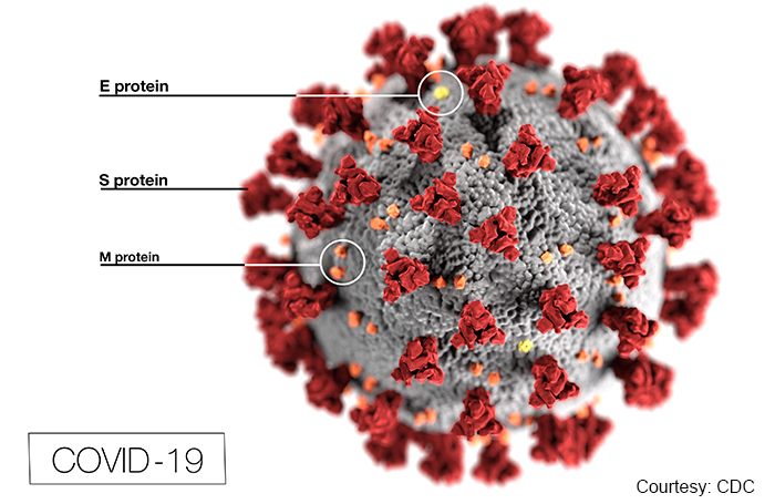 coronavirus with S protein